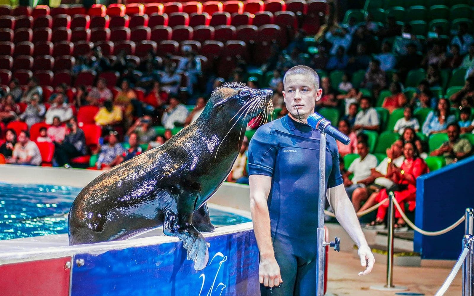 A seal balancing on its flippers beside its trainer during the Dubai Dolphinarium show