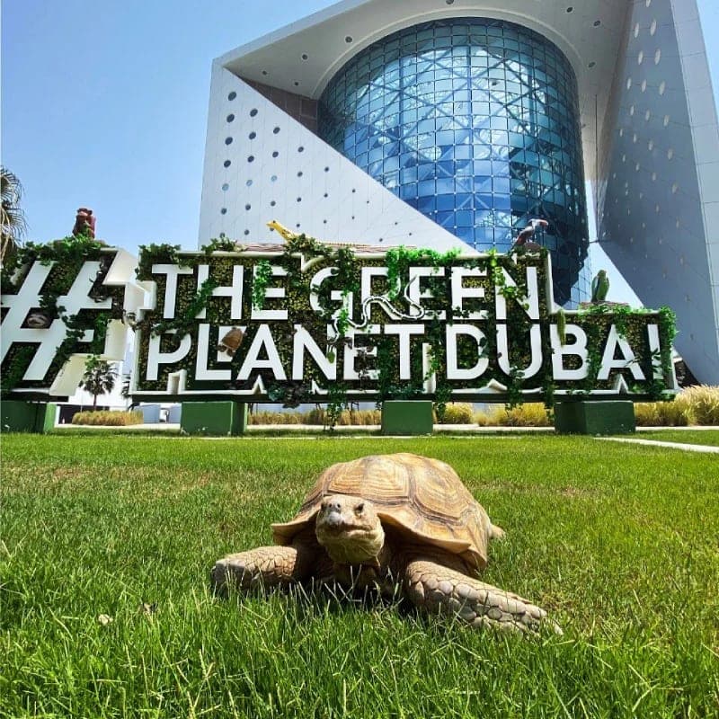 The Green Planet Dubai sign on a living green wall with a tortoise on the grass in front